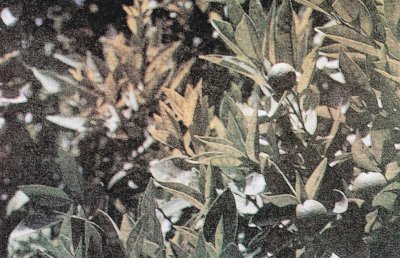 Çinko noksanlığı